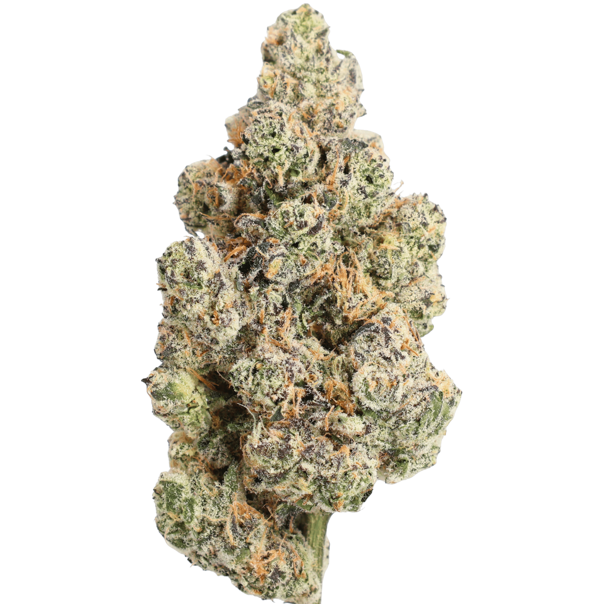 Gary Payton flower close-up