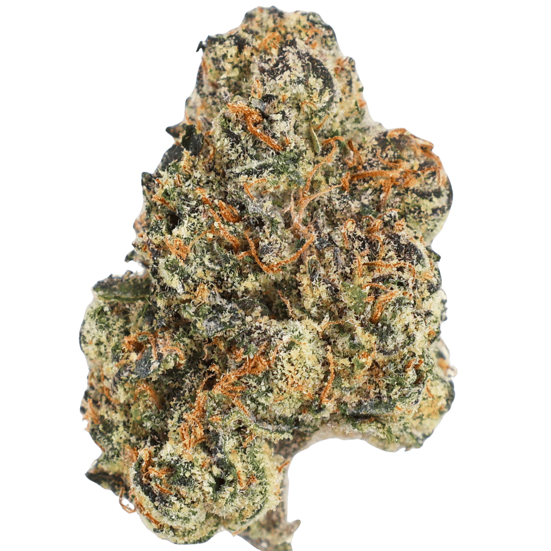 Gorilla Glue flower close-up