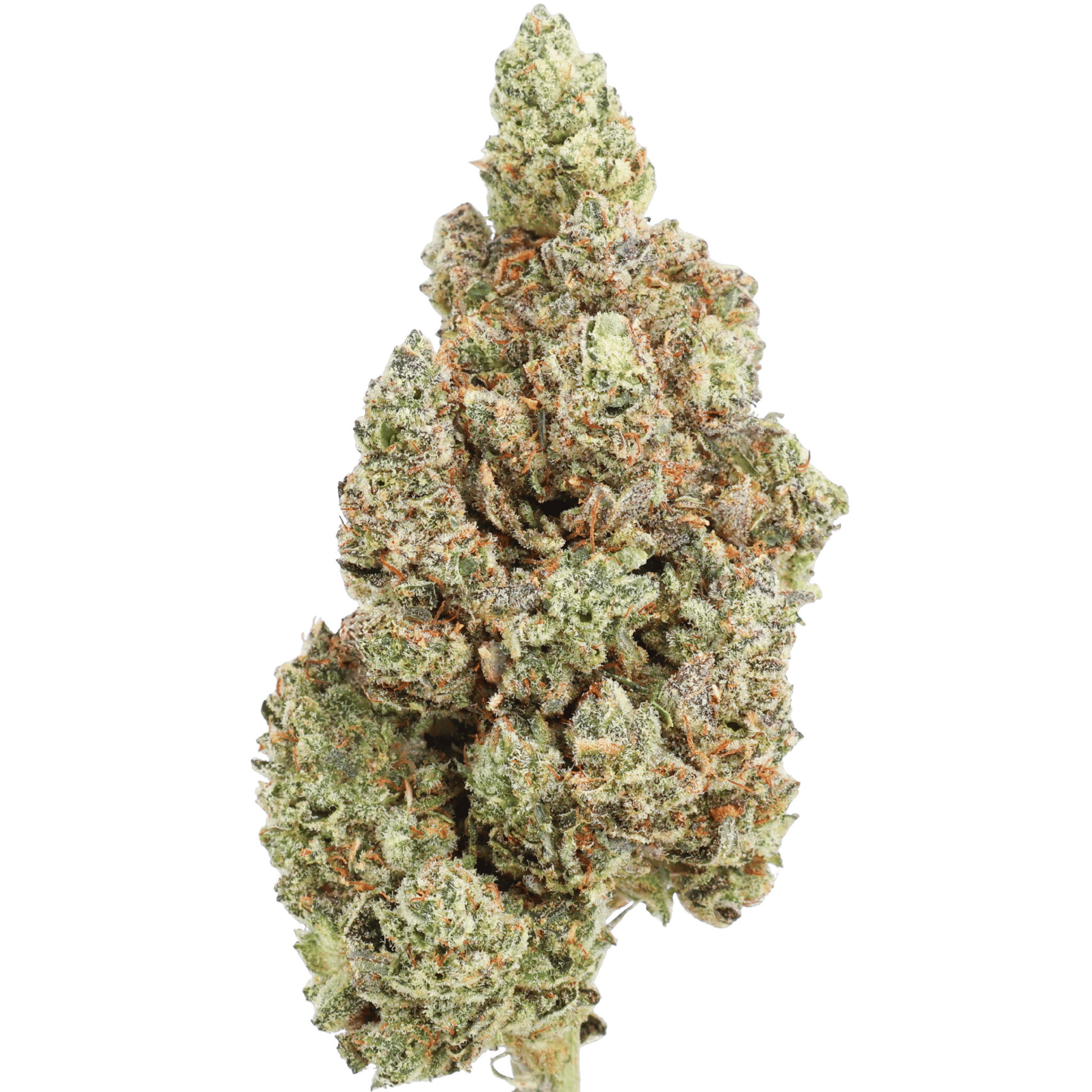 MAC — Miracle Alien Cookies flower close-up