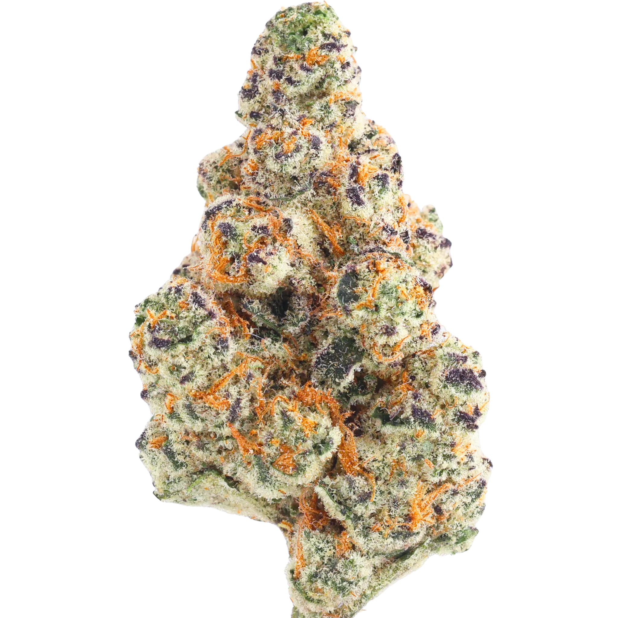 Rainbow Sherbet #11 flower close-up